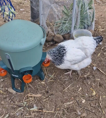 Ophélie s'abreuve à l'abreuvoir isotherme Omlet 