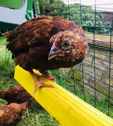 Harriet’s rendition of You Could be Swinging on a Star whilst pooping on her fellow chickens heads did not get her through the X Factor auditions.