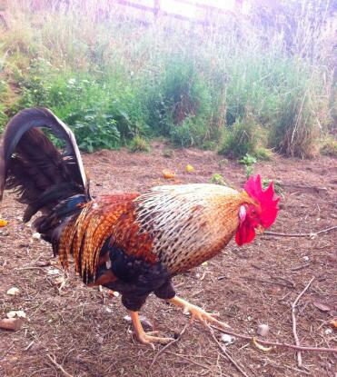 Cockerel