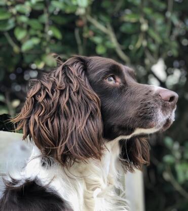 Springer spaniels are such playful pets!