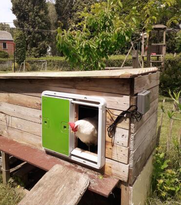 A chicken popping out to say hello!