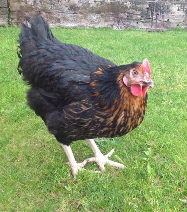 Rocky the Miss Pepper Pot ist eine großartige Schicht!