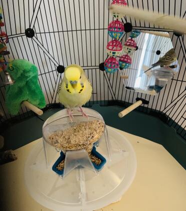 Love my cage