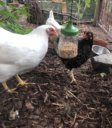 Stimulate your chickens natural foraging instincts
