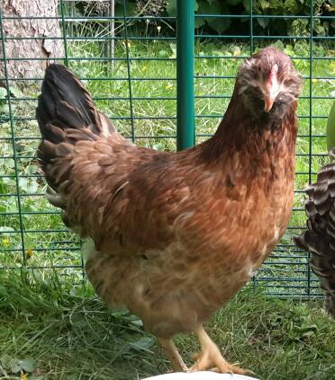 Araucana Henne Leia