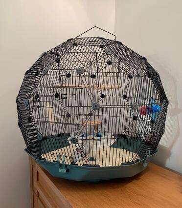 Love this budgie pad!