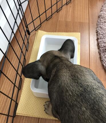 Dog drinking water