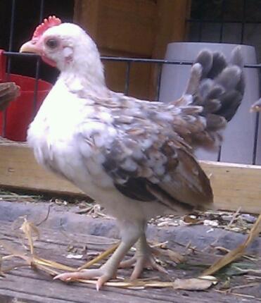 Serama cockeril