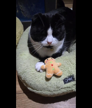 Pistachio donut bed_2