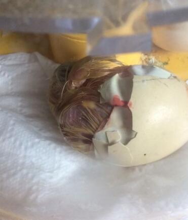 Nur als letztes Mittel Hilfe geben, glücklicherweise sagen, dass dieses Küken überlebt hat!