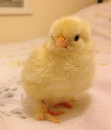 Pekin bantam küken 2 tage alt 