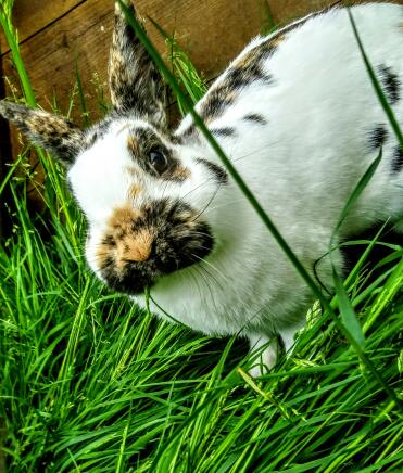 What a sweet little rabbit!