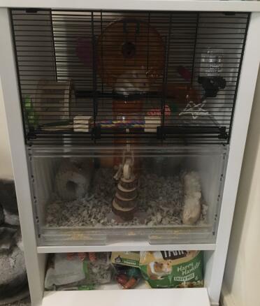 Thoroughly investigated by my chews through everything hamster, so impressed with how long it lasted! 