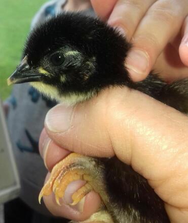 This little chick is only two days old!