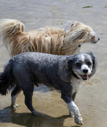 Ollie (oben) und Bo (unten) - Chinese Crested Powder Puff
