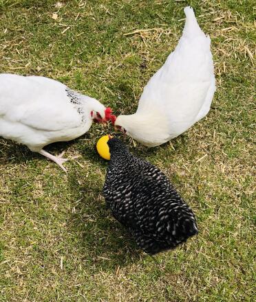 Thelma,Louise and Michelle play ball