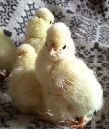 They are only 2 days old!