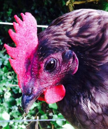 Il mio pollo preferito