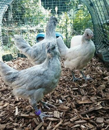 Lavendel Araucana Babys - 12 Wochen