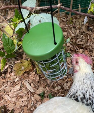 Big hit with all the hens!