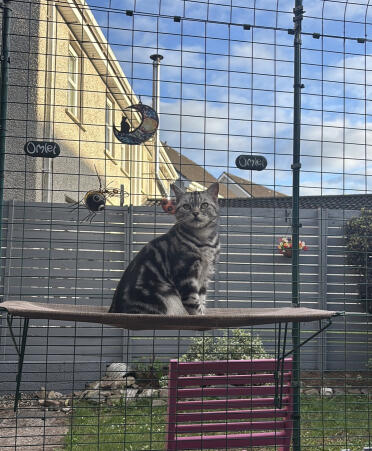 Loving his new cat shelf 