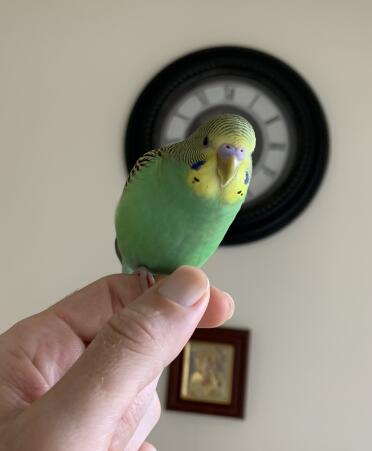 What a gorgeous green baby parakeet.