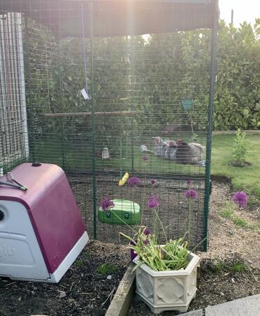 Our chickens new home, they are very happy