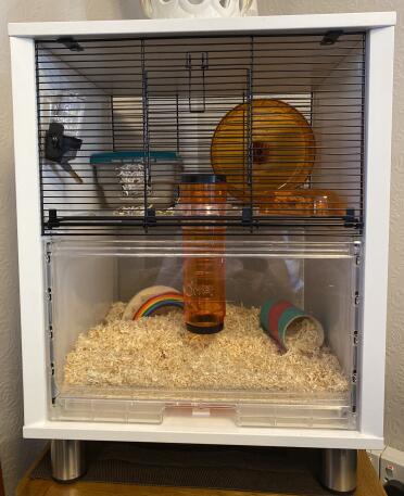 Bear’s fabulous new home 