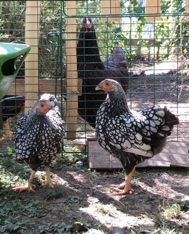 Wyandotten chickens have GorGeous feathers!