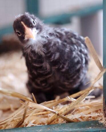 Mabel die schöne Pekin