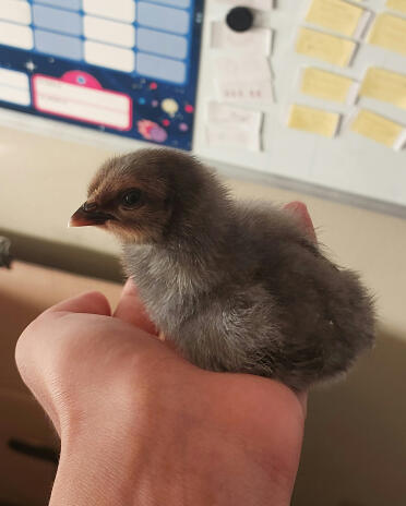My 4 day old chick