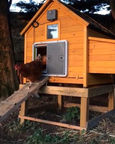 A chicken walking up a ramp into a wooden coop with an automatic door attached.