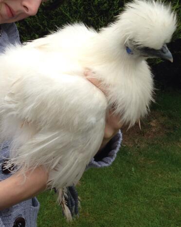 Luna die Silkie
