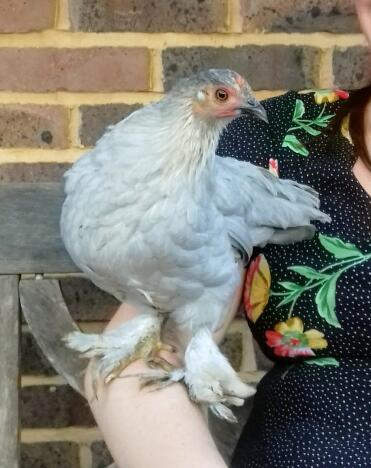 Bantam chickens are such sociable pets!