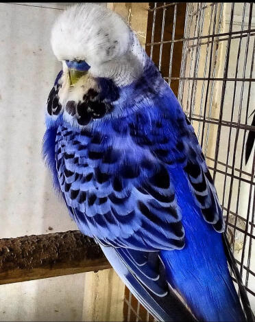 English cobalt blue budgie