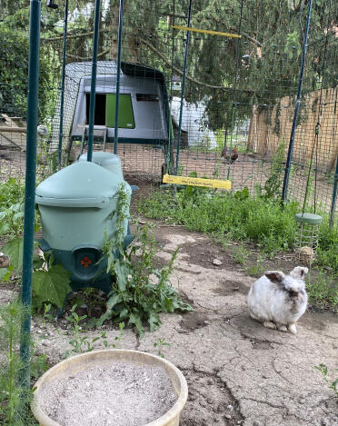 I wonder if the rabbit helps itself here too?