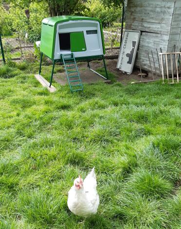 The hens feel comfortable