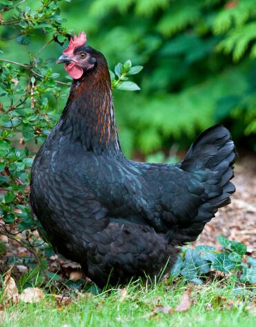 Französisches Kupfer Black Maran