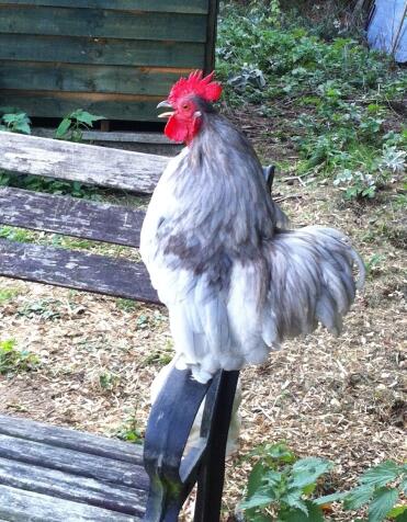 Lavender pekin 