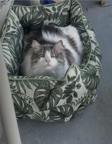 Fons, 8 kg, tient parfaitement dans ce joli panier robuste.