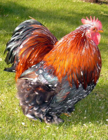Don't Cochin Huhner chickens have beautiful feathers!