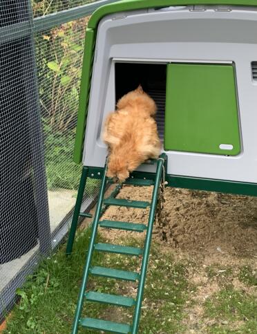 The ladder gives easy access for chickens from and to the coop