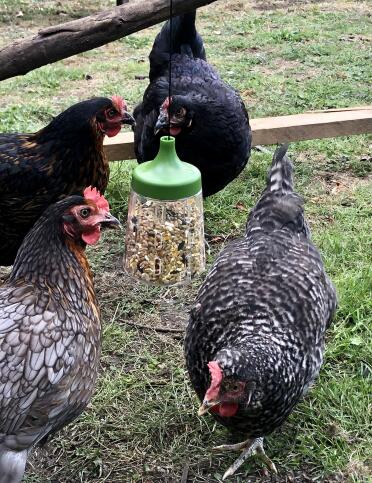 Loving the corn.....