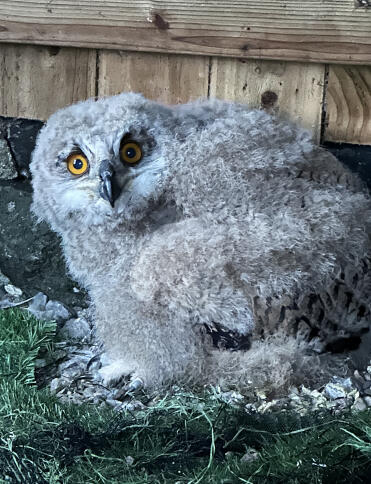 2026 Siberian eagle owl chick 