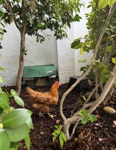 Reds freiland-ferienhaus, bedeckt mit einem der vielen accessoires von Omlet