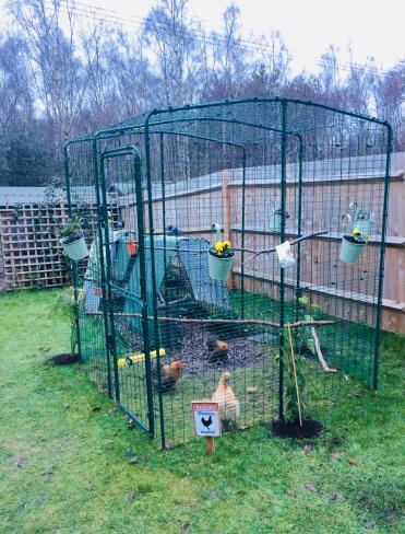 My 3 bantams modelling their house