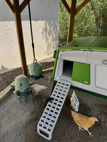 Een droom die uitkomt ❤️🐓