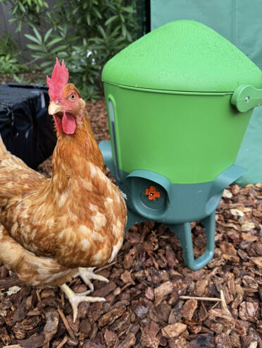 “red” curious about her new chicken waterer!