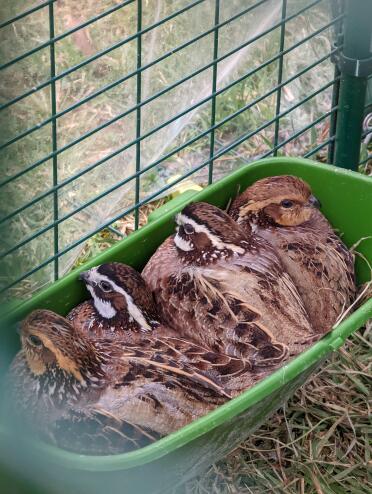 Chicken feeder is too big for quail to eat from, but makes for a great little nest :)