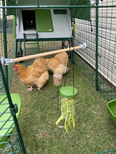 Many accessories can be added in the run to entertain our chickens